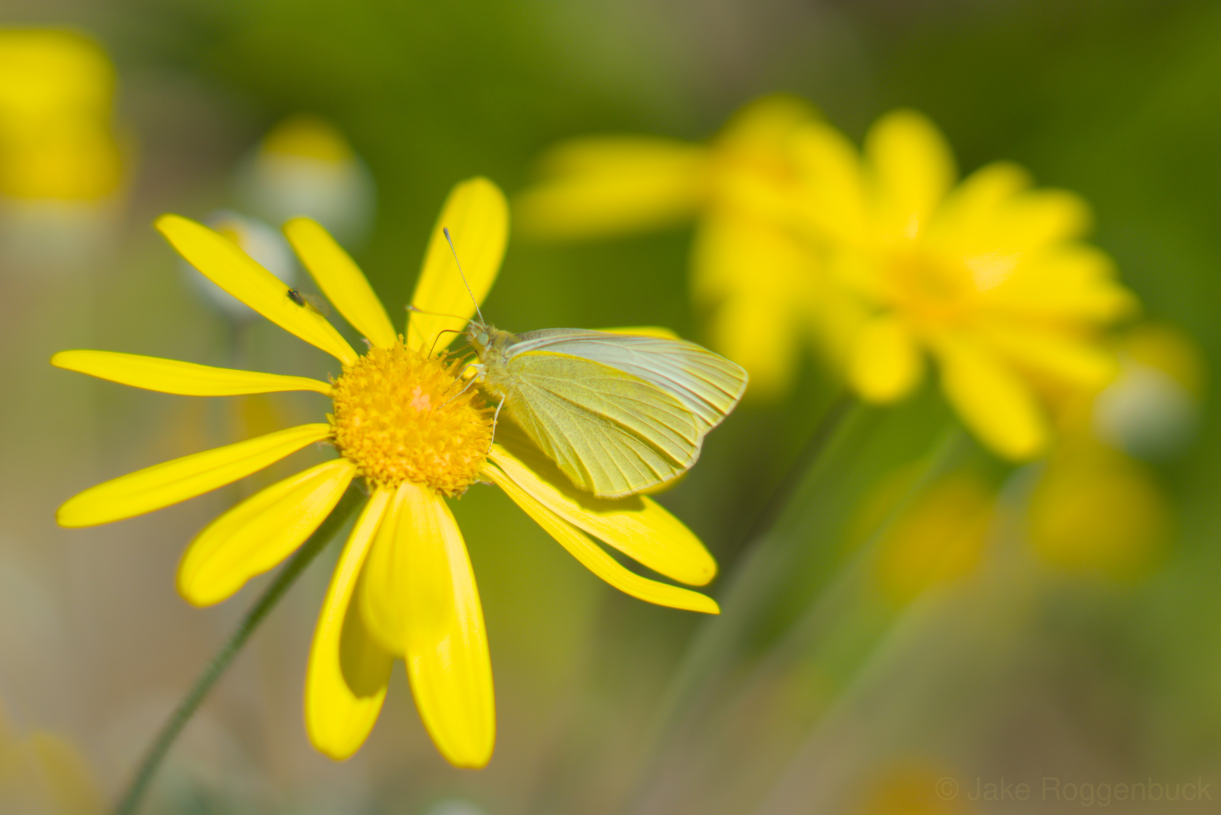 Yellow butterfly on yellow flower photograph by Jake Roggenbuck
