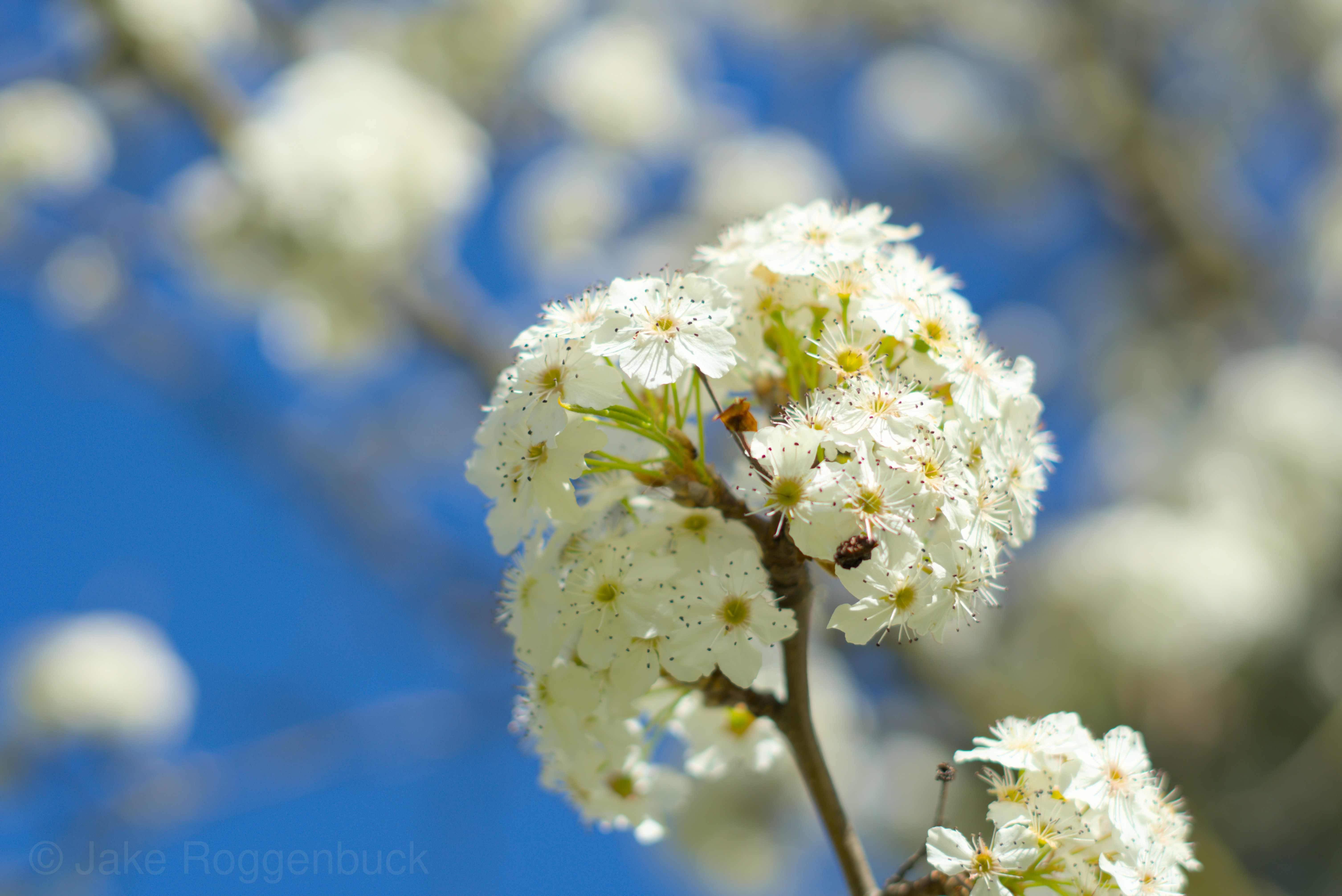 Pear tree flowering photograph by Jake Roggenbuck