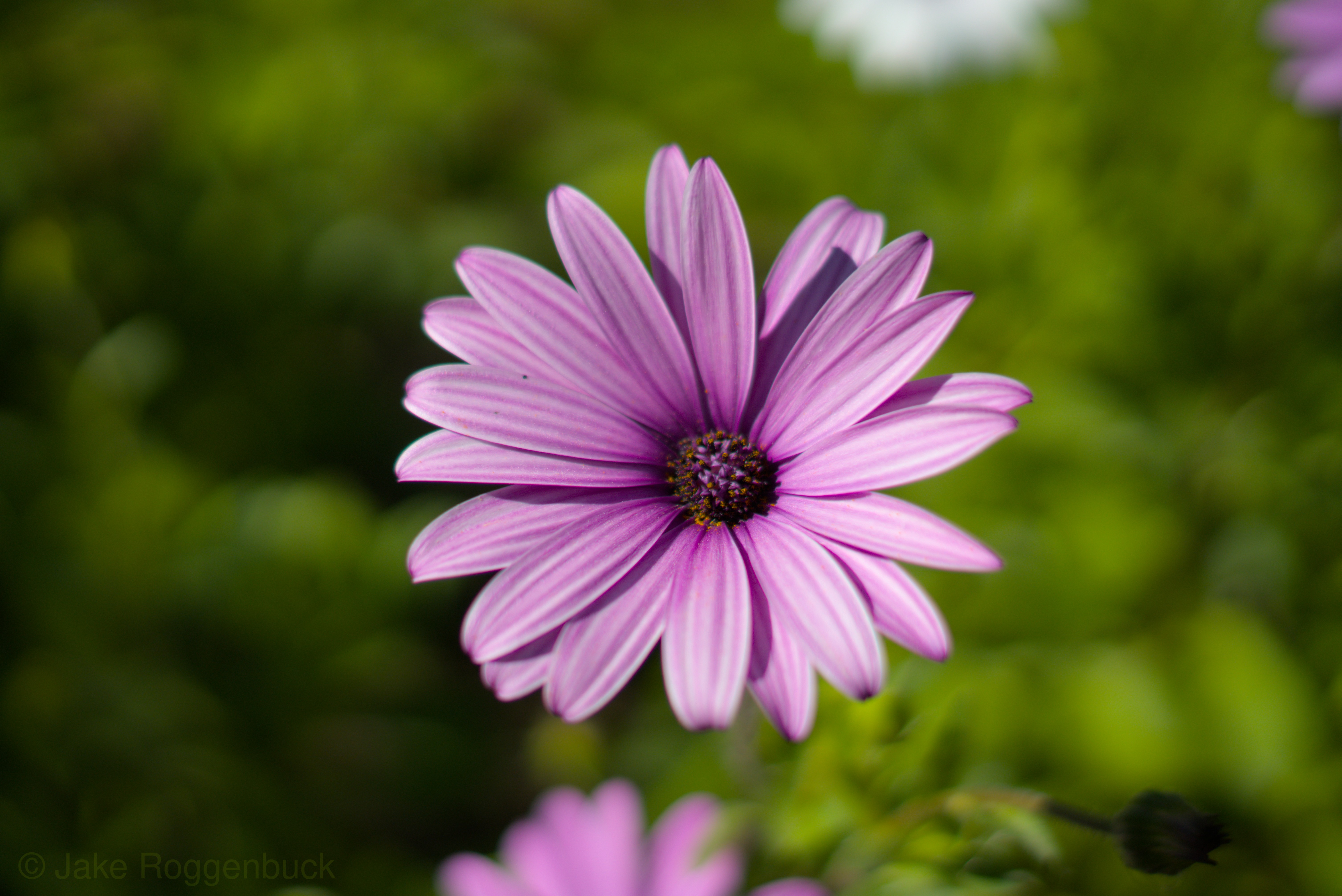 Purple flower photograph by Jake Roggenbuck
